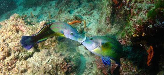 Pictures of 20 years of diving in Croatia. Diving center 